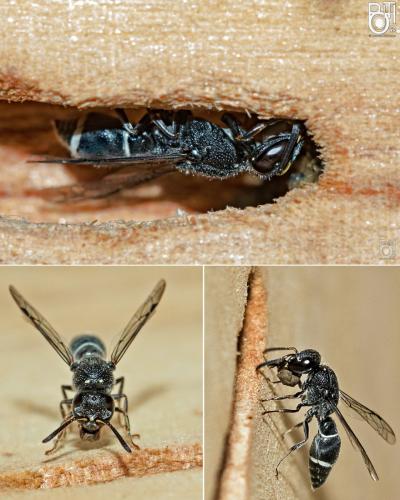 Réf. 246 927 : Subancistrocerus sichelii